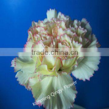 Wholesale Most Popular Good Quality Carnation Cut Fresh Flowers Carnation photo-5