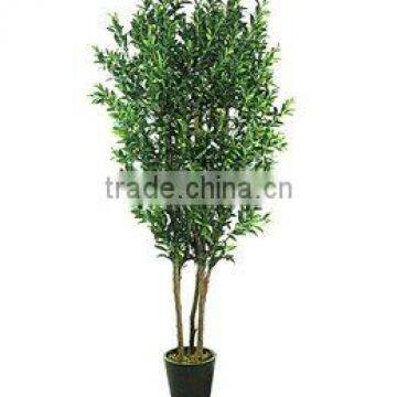 Olive Tree