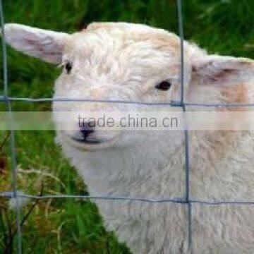 sheep fence/horse fence/grassland fence/animal fence