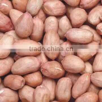 Blanched Groundnut Kernels