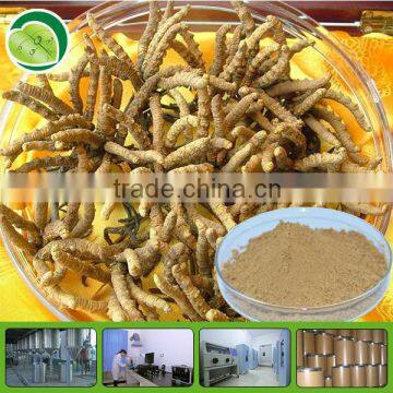 High quality cordyceps polysaccharide 10%-30%