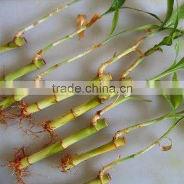 lucky bamboo plant sale