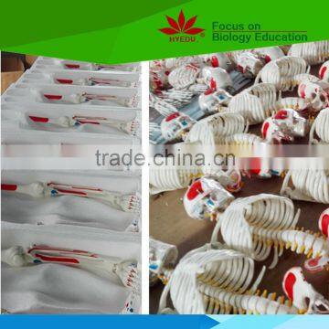 Hot Sale School Use Dog Ear Anatomy Model for Vet photo-6