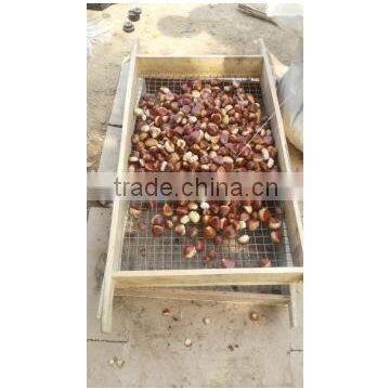 High Quality 5kg Gunny Bag Fresh Chinese Chestnut for Jordan photo-5