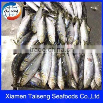 Fresh Frozen Sardine for Bait on sale