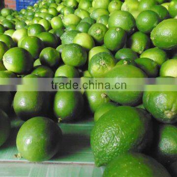 Fresh Lemon/ Lime With best price 2016