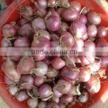 Yellow Onion Red Onion Specification Fresh photo-4