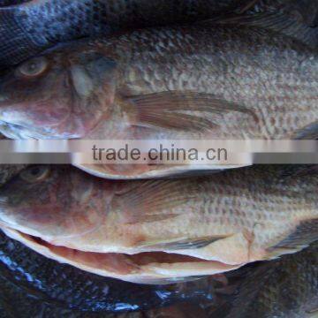 High quality gutted scaled frozen fish whole tilapia