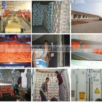 Frozen Food Mixed Vegetables ( BRC,HACCPHALAL Certificate)