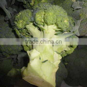 Chinese Fresh broccoli