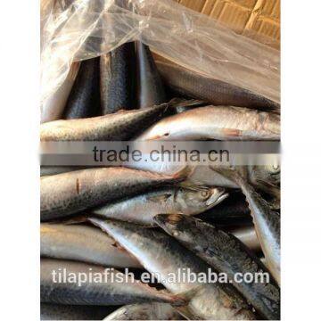 Wholesale frozen spanish mackerel