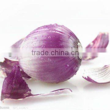 fresh yellow onion(in low price)