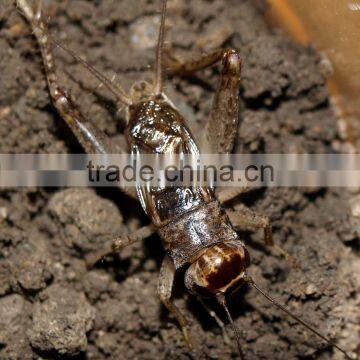 Dried Cricket Fish/Tortoise/Lizard Food photo-3