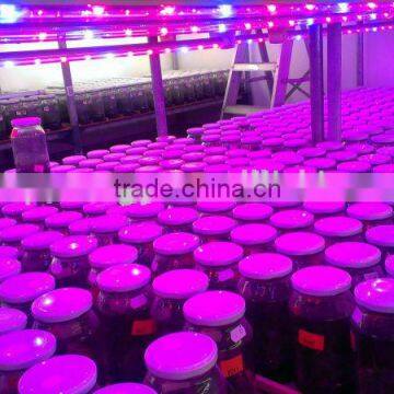 Grow Shop China Wholesaler Growing Led Light for Plant Growth,grow Light for Microgreens photo-3