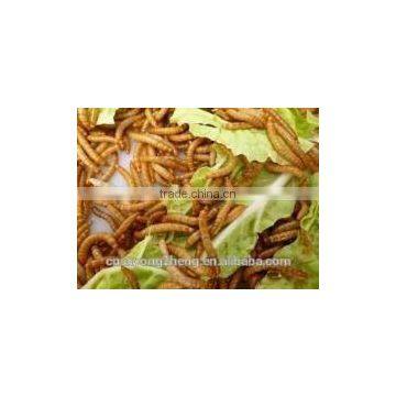 Dried Mealworm for Backyard Chicken With Good Price photo-3