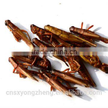 Dried Grasshopper For Bird Food photo-3