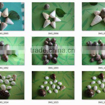 Sea Shell Conch Shell of Shell Animals