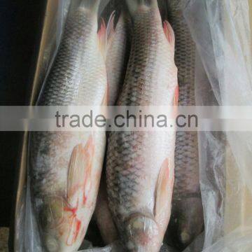 Rohu Fish/ Ruhu Fish/ Roho Labeo/ Labeo Rohita photo-2