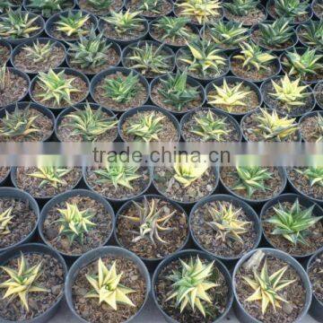 Haworthia Limifolia Variegated photo-2