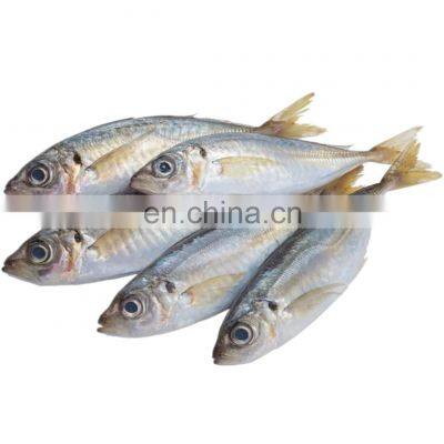 small eye horse mackerel fish frozen horse mackerel fish whole round BQF IQF