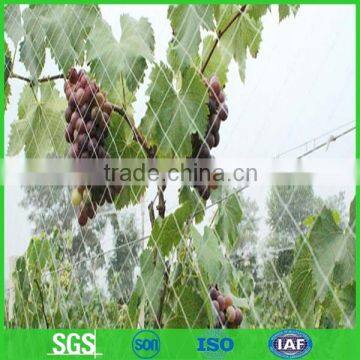 High density polyethylene anti bird net with 3-5years manufacture