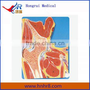 Hip Joint Section Anatomical Model