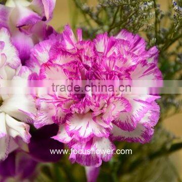 Building Decoration Natural Carnation Flowers For Wholesale Purple High Quality Carnation photo-4