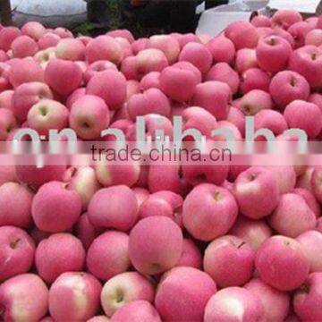 Fuji Apple Exporter in China