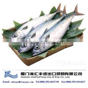 Chinese whole Spanish mackerel