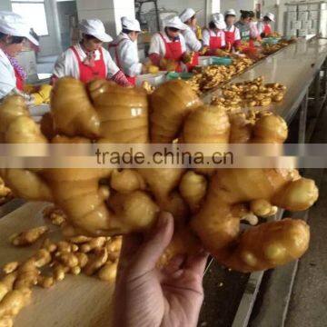 new product dried or fresh Chinese mature ginger with good price