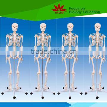 High quality Medical educational 170cm high Male skeleton model