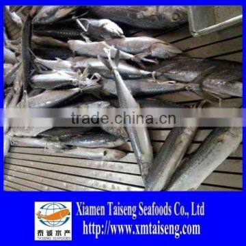 2015 IWP Frozen Whole Round Spanish Mackerel