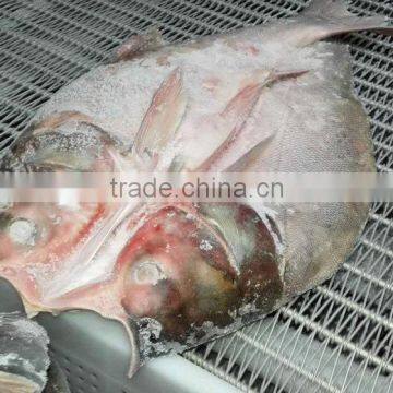 fresh whole fish frozen silver carp