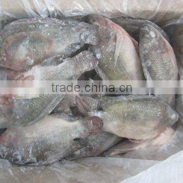 New Catching Frozen Fish Whole Round Tilapia