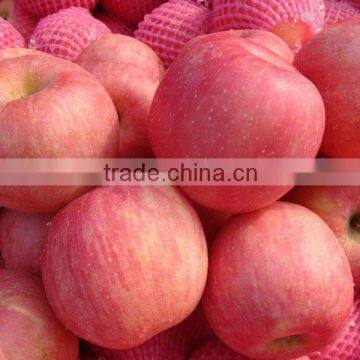 fresh fuji apple with high quality and low price