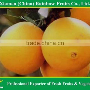 Wholesale price of Fresh Navel Orange