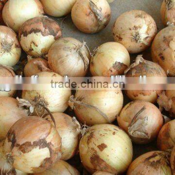 Yellow Onions for sales