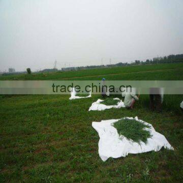 2015 100% Organic Young Alfalfa Leaves/alfalfa Grass Powder photo-4