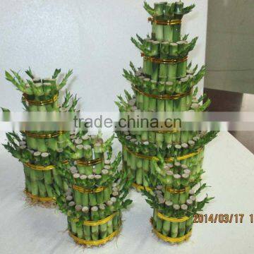 Tower Shape Dracaena Sanderiana Sander photo-4