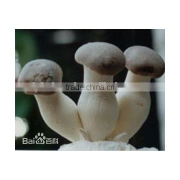 Agaricus campestris Mushrooms/ pleurotus eryngii with ISO, HACCP and GAP certification