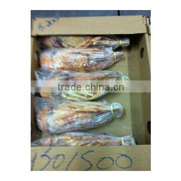 Panulirus Argus photo-3