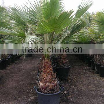 Washingtonia Robusta "Mexican Fan Palm" photo-4