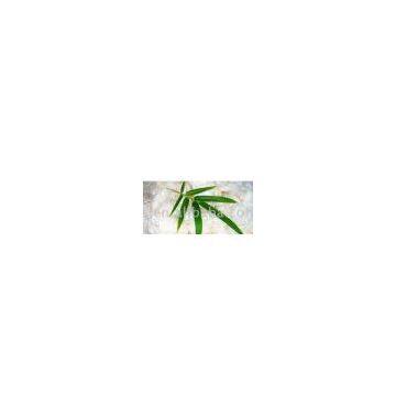 Bamboo Fiber