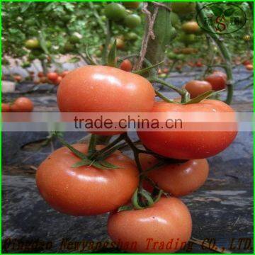 (HOT) Fresh Tomatoes for Sale