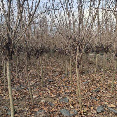 Prices of Bauhinia Trees in 2020 photo-5