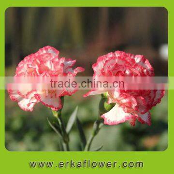 Pink color warmly carnation flowers to dear mother