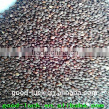 perilla seed price(bird feed)