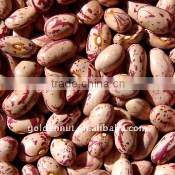 Light speckled kidney beans(round type)