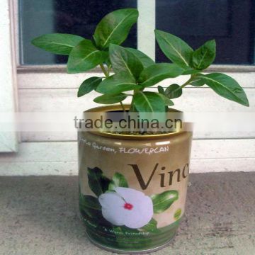 DIY Tin plant