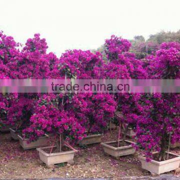 Bougainvillea for Saudi Arabia